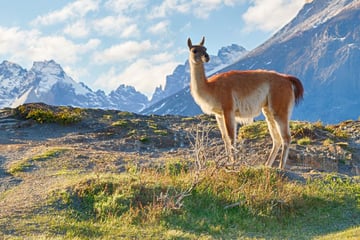 A guanaco in Patagonia