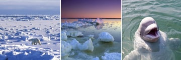 Stunning Scenery & Wildlife in Churchill, Manitoba