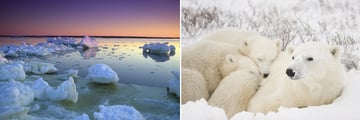 Churchill Landscapes & Polar Bears