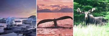 Churchill Scenery & Wildlife