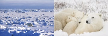 Polar Bear Sightings in Churchill, Manitoba