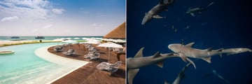 Fen Pool Bar and nurse sharks at Cinnamon Velifushi Maldives