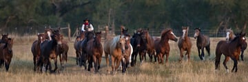 Circle Bar Guest Ranch horses
