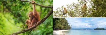 Wildlife and beaches in Borneo, Malaysia
