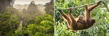 Sepilok Rainforest Sanctuary in Borneo