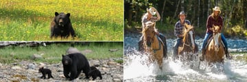 Bears and Horse Riding at Clayoquot Wilderness Resort