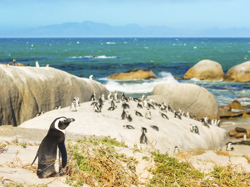 Colony of penguins on Boulders Beach
