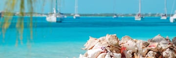 Conch chells on Exumas island