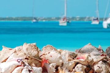 Conch chells on Exumas island