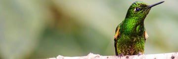 Copper rumped hummingbird in Tobago