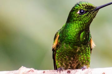 Copper rumped hummingbird in Tobago