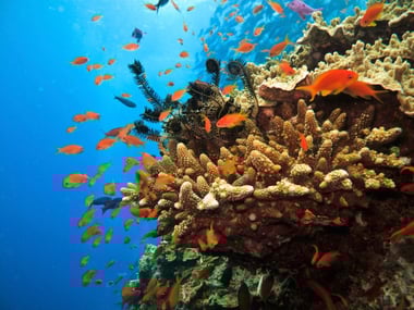 Coral colony at Great Barrier Reef