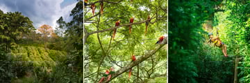 Coffee Plantation, Macaws & Zip-line Canopy Tour
