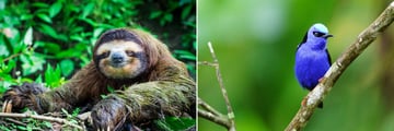 Beautiful wildlife in Costa Rica