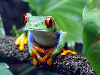 Red eyed tree frog
