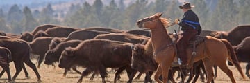 Buffalo Roundup, Utah
