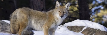Coyote in Rocky Mountain National Park, Colorado