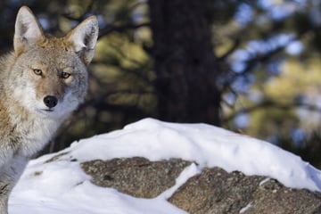 Coyote in Rocky Mountain National Park, Colorado