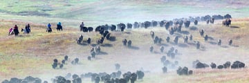 Buffalo Roundup, Custer State Park, South Dakota