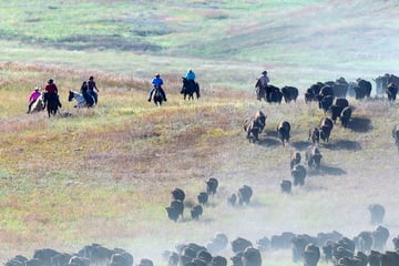 Buffalo Round Up Wyoming