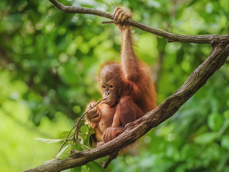 Baby orangutan, Borneo