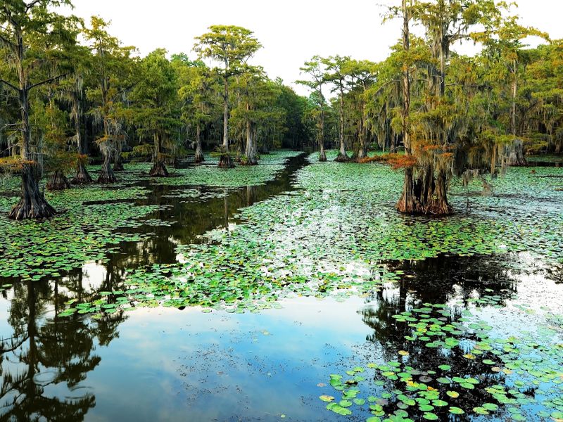 Cypress Swamp Trail