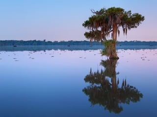 Cypress tree in Lake Martin, Louisiana