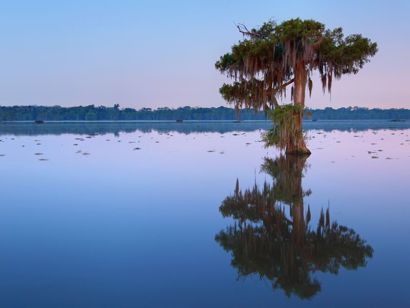 Cypress tree in Lake Martin, Louisiana