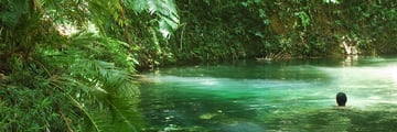 Swimming in the Daintree Rainforest