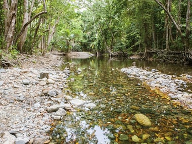 Daintree rainforest