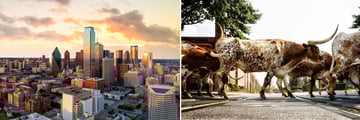 Dallas Cityscape & Texas Longhorns crossing in Fort Worth
