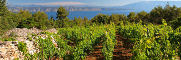 Dalmatian vineyard in Hvar