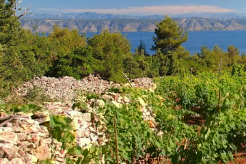 Dalmatian vineyard in Hvar