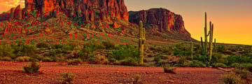 Desert cacti near Phoenix