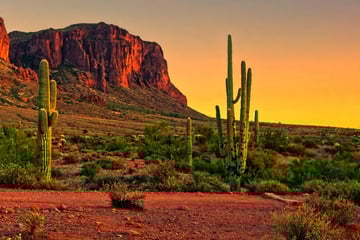Desert cacti near Phoenix