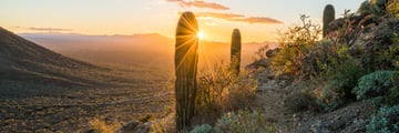 Sagauro Desert near Tucson