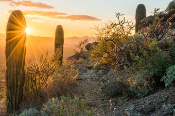 Sagauro Desert near Tucson