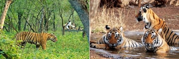 ranthambore national park