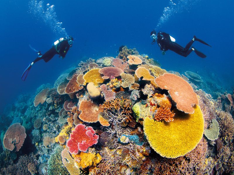 Diving in the Great Barrier Reef