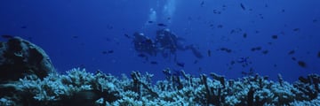 Divers exploring Great Barrier Reef