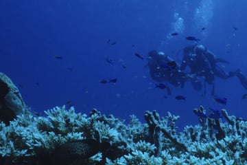 Divers exploring Great Barrier Reef