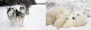 Dog Sledding & Polar Bear with cubs