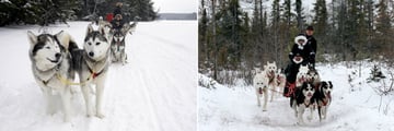 Dog Sledding Excursion, Manitoba