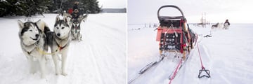 Dog Sledding Experience in Churchill