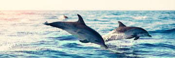 Dolphins in Madeira