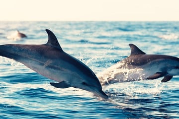 Dolphins in Madeira
