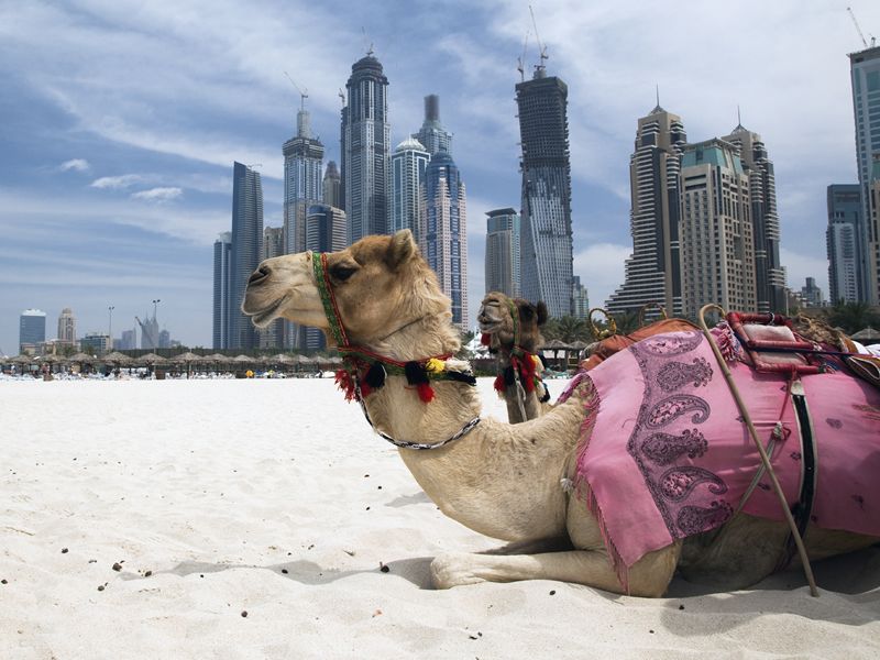 Camels on the beach