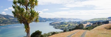 Dunedin coastline