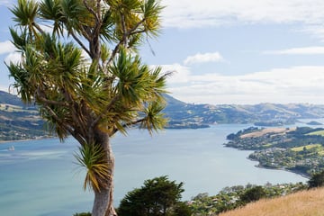 Dunedin coastline