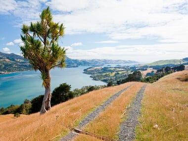 Dunedin